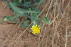 Sonchus oleraceus